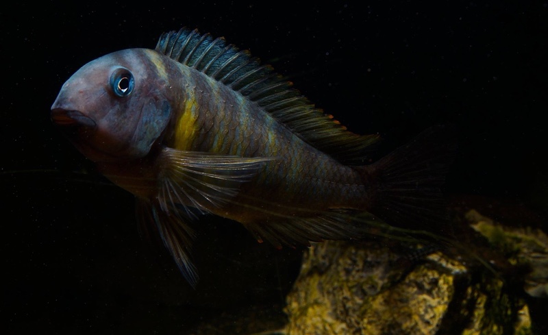 Tropheus sp. 'kipili' Ulwile Island